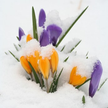 CrocusInSnow
